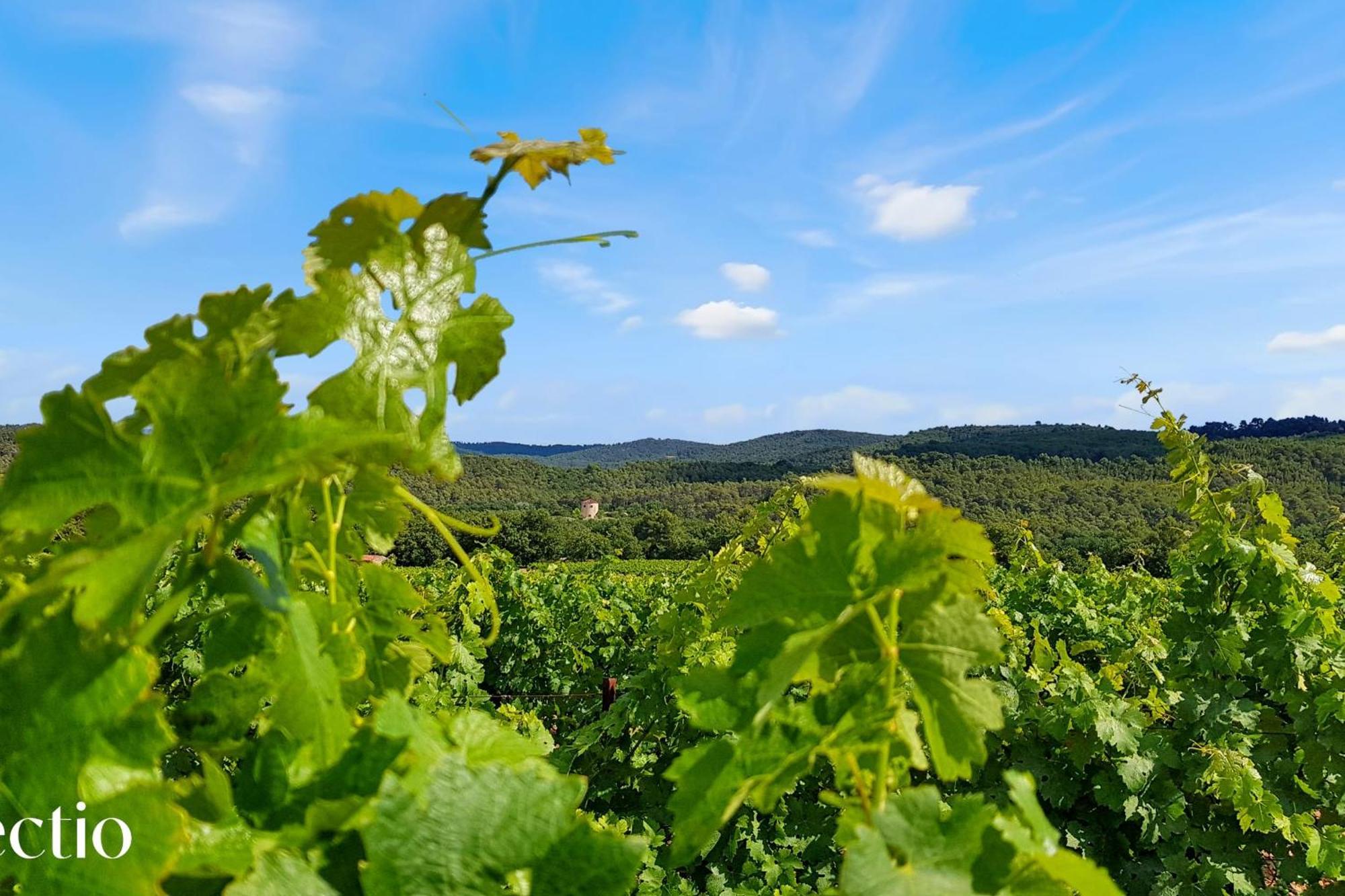 Апарт готель Bastide Domaine Tour Campanets Ле-Пюї-Сент-Репарад Екстер'єр фото